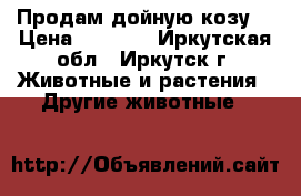  Продам дойную козу. › Цена ­ 6 500 - Иркутская обл., Иркутск г. Животные и растения » Другие животные   